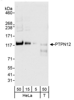 PTPN12 Rabbit anti-Human, Polyclonal, Bethyl Laboratories 100 &mu;L; Unconjugated:Antibodies,