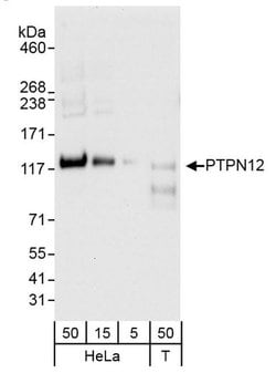 PTPN12 Polyclonal Antibody, Bethyl Laboratories:Antibodies:Primary Antibodies