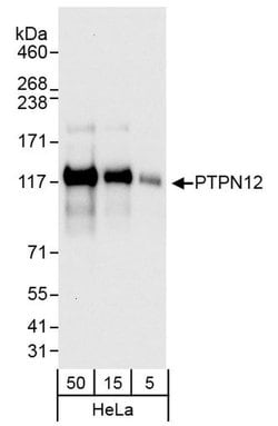 PTPN12 Polyclonal Antibody, Bethyl Laboratories 20 &mu;L; Unconjugated:Antibodies,