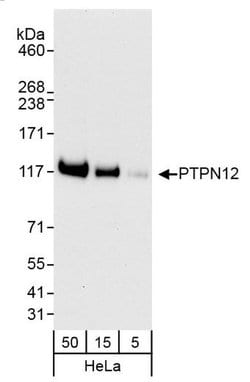 PTPN12 Polyclonal Antibody, Bethyl Laboratories 20 &mu;L; Unconjugated:Antibodies,
