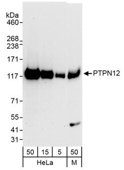 PTPN12 Rabbit anti-Human, Mouse, Polyclonal, Bethyl Laboratories 100 &mu;L;