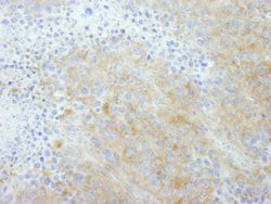 PTPN12 Polyclonal Antibody, Bethyl Laboratories:Antibodies:Primary Antibodies