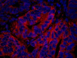PTPN12 Polyclonal Antibody, Bethyl Laboratories 100 &mu;L; Unconjugated:Antibodies,