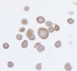PTPN12 Recombinant Rabbit Monoclonal Antibody (BL-5-2F8), Bethyl Laboratories
