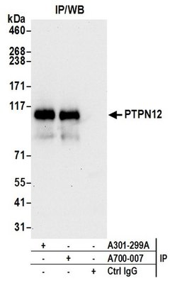 PTPN12 Recombinant Rabbit Monoclonal Antibody (BL-5-2F8), Bethyl Laboratories