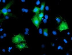 PTPN7 Monoclonal Antibody (OTI3B10), TrueMAB , OriGene:Antibodies:Primary