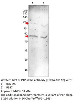 PTP alpha Rabbit anti-Human, Mouse, Rat, Polyclonal, FabGennix 200 &mu;L;