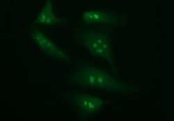 PTPRC Monoclonal Antibody (OTI3C8), TrueMAB , OriGene 30 &mu;L | Buy Online | Origene Technologies | Fisher Scientific