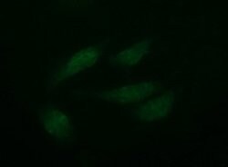 PTPRC Mouse anti-Human, Clone: OTI4C11, lyophilized, TrueMAB 100 &mu;g;