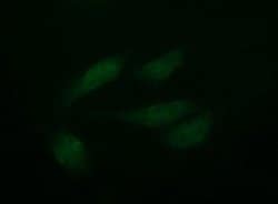 PTPRC Mouse anti-Human, Clone: OTI4C11, TrueMAB , Origene 30 &mu;L; Unconjugated:Antibodies,