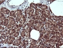 PTPRC Mouse anti-Human, Clone: OTI1B7, lyophilized, TrueMAB 100 &mu;g;