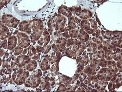 PTPRC Mouse anti-Human, Clone: OTI1B7, TrueMAB , Origene 30 &mu;L; Unconjugated:Antibodies,