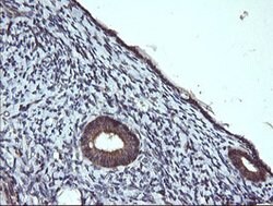 PTPRC Mouse anti-Human, Clone: OTI1B7, lyophilized, TrueMAB 100 &mu;g;