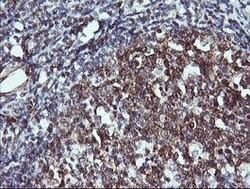 PTPRC Mouse anti-Human, Clone: OTI1B7, lyophilized, TrueMAB 100 &mu;g;