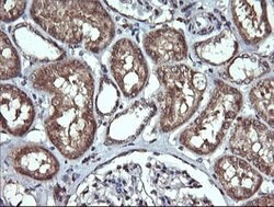 PTPRC Mouse anti-Human, Clone: OTI1B7, lyophilized, TrueMAB 100 &mu;g;