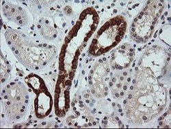 PTPRC Mouse anti-Human, Clone: OTI2H1, lyophilized, TrueMAB 100 &mu;g;