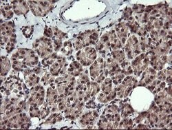 PTPRC Mouse anti-Human, Clone: OTI2F1, lyophilized, TrueMAB 100 &mu;g;