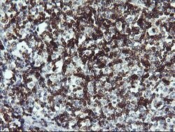 PTPRC Mouse anti-Human, Clone: OTI2F1, lyophilized, TrueMAB 100 &mu;g;