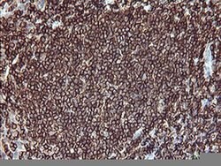 PTPRC Monoclonal Antibody (OTI1F6), TrueMAB , OriGene 100 &mu;L; Unconjugated:Antibodies,