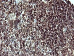 PTPRC Monoclonal Antibody (OTI1F6), TrueMAB , OriGene 100 &mu;L; Unconjugated:Antibodies,