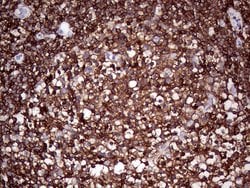 PTPRC Monoclonal Antibody (OTI3C8), TrueMAB , OriGene 30 &mu;L | Buy Online | Origene Technologies | Fisher Scientific