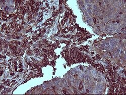 PTPRC Mouse anti-Human, Clone: OTI4C11, lyophilized, TrueMAB 100 &mu;g;