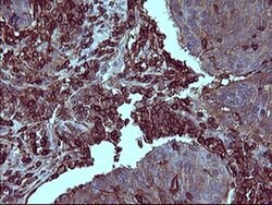 PTPRC Mouse anti-Human, Clone: OTI4C11, TrueMAB , Origene 30 &mu;L; Unconjugated:Antibodies,