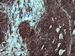 PTPRC Mouse anti-Human, Clone: OTI4C11, lyophilized, TrueMAB 100 &mu;g;
