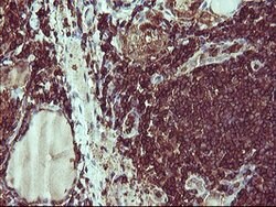 PTPRC Mouse anti-Human, Clone: OTI4C11, lyophilized, TrueMAB 100 &mu;g;