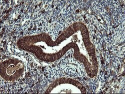 PTPRC Mouse anti-Human, Clone: OTI4C11, lyophilized, TrueMAB 100 &mu;g;