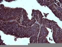 PTPRC Mouse anti-Human, Clone: OTI4C11, lyophilized, TrueMAB 100 &mu;g;