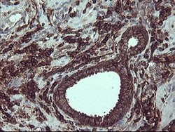 PTPRC Mouse anti-Human, Clone: OTI4C11, lyophilized, TrueMAB 100 &mu;g;