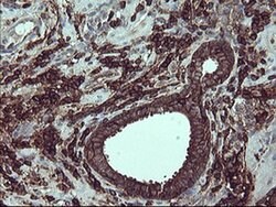PTPRC Mouse anti-Human, Clone: OTI4C11, TrueMAB , Origene 30 &mu;L; Unconjugated:Antibodies,