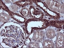 PTPRC Mouse anti-Human, Clone: OTI4C11, lyophilized, TrueMAB 100 &mu;g;