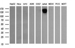PTPRC Monoclonal Antibody (OTI1H2), TrueMAB , OriGene 100 &mu;L; Unconjugated:Antibodies,