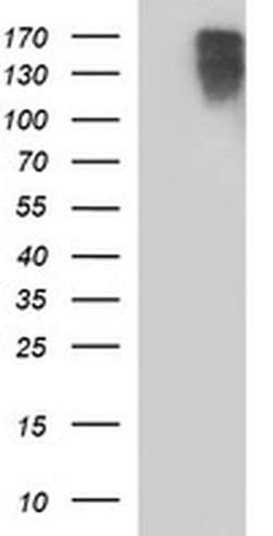 PTPRC Monoclonal Antibody (OTI1H2), TrueMAB , OriGene 100 &mu;L; Unconjugated:Antibodies,