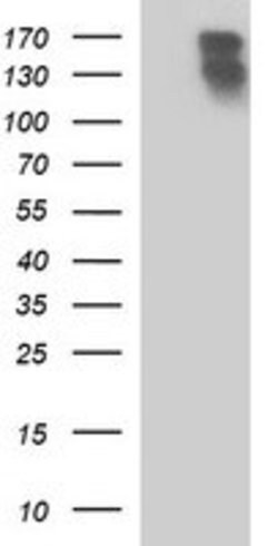 PTPRC Mouse anti-Human, Clone: OTI1B7, lyophilized, TrueMAB 100 &mu;g;