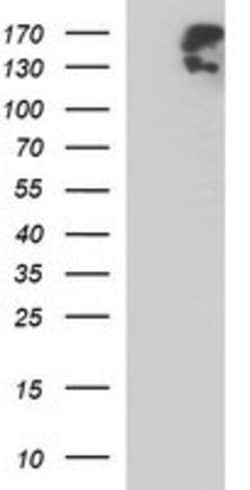 PTPRC Mouse anti-Human, Clone: OTI2F1, lyophilized, TrueMAB 100 &mu;g;