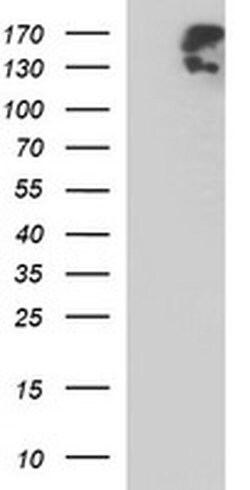 PTPRC Monoclonal Antibody (OTI2F1), TrueMAB , OriGene 100 &mu;L; Unconjugated:Antibodies,