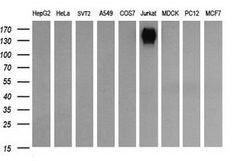 PTPRC Mouse anti-Human, Clone: OTI3D8, lyophilized, TrueMAB 100 &mu;g;