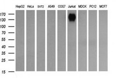 PTPRC Monoclonal Antibody (OTI3D8), TrueMAB , OriGene 100 &mu;L; Unconjugated:Antibodies,