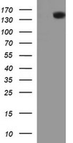 PTPRC Monoclonal Antibody (OTI1F6), TrueMAB , OriGene 100 &mu;L; Unconjugated:Antibodies,