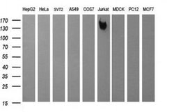 PTPRC Monoclonal Antibody (OTI1F6), TrueMAB , OriGene 100 &mu;L; Unconjugated:Antibodies,