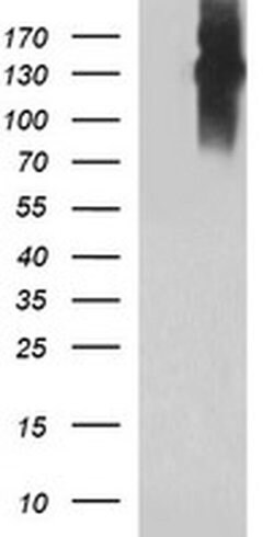 PTPRC Monoclonal Antibody (OTI3D1), TrueMAB , OriGene 100 &mu;L; Unconjugated:Antibodies,