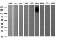 PTPRC Monoclonal Antibody (OTI3C8), TrueMAB , OriGene 30 &mu;L | Buy Online | Origene Technologies | Fisher Scientific