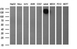 PTPRC Mouse anti-Human, Clone: OTI4C11, TrueMAB , Origene 30 &mu;L; Unconjugated:Antibodies,