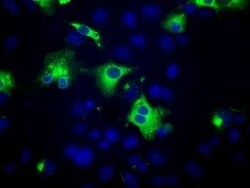 PTPRE Mouse anti-Human, Clone: OTI5F2, lyophilized, TrueMAB 100 &mu;g;