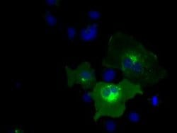 PTPRE Monoclonal Antibody (OTI2C11), TrueMAB , OriGene 30 &mu;L; Unconjugated:Antibodies,