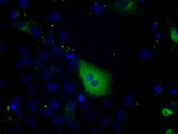 PTPRE Mouse anti-Human, Clone: OTI5E8, lyophilized, TrueMAB 100 &mu;g;
