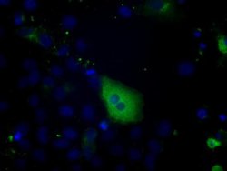 PTPRE Monoclonal Antibody (OTI5E8), TrueMAB , OriGene 100 &mu;L; Unconjugated:Antibodies,